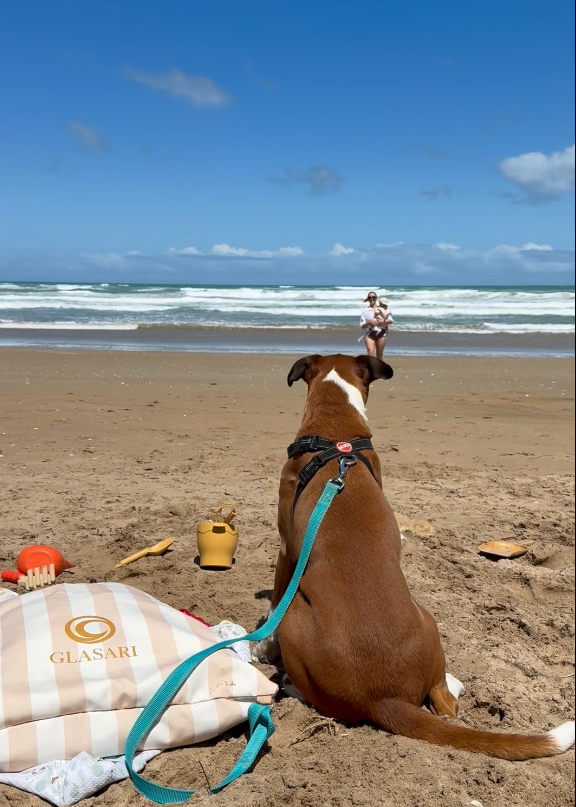 GLASARI Beach Buddy Vault