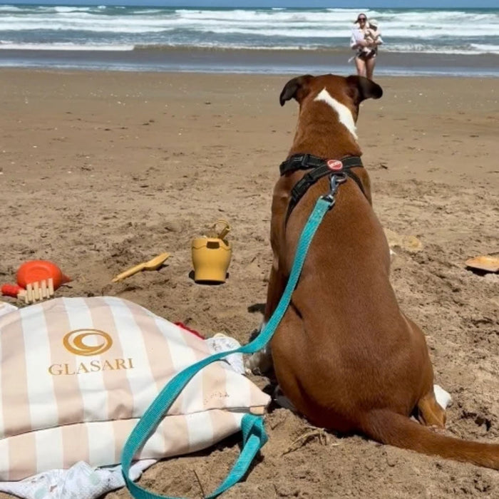 A dog guarding the Beach Buddy Vault on the beach